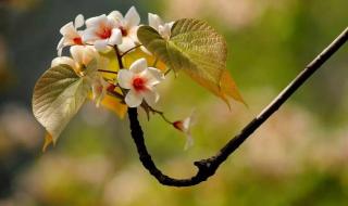 清明节古诗大全50首