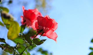 恋爱从告白开始全集