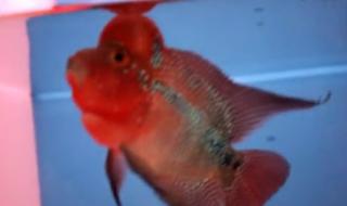 沈阳观赏鱼论坛