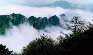 镇安木王森林公园