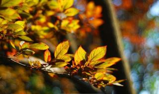 炫舞之舞动奇迹