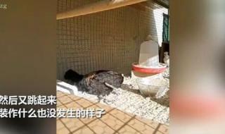 公鸡打鸣打到缺氧昏倒